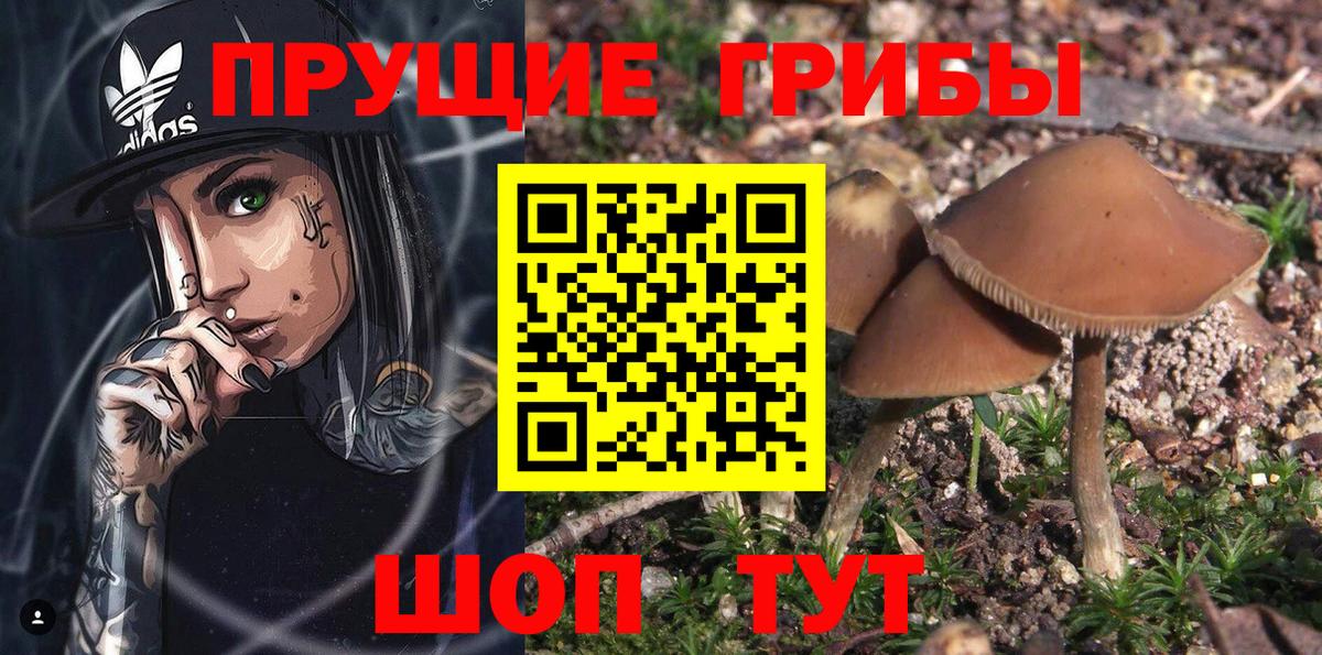 Галлюциногенные грибы Psilocybine cubensis  Псилоцибиновые грибы MAGIC MUSHROOMS  Северск  Вход с VPN 